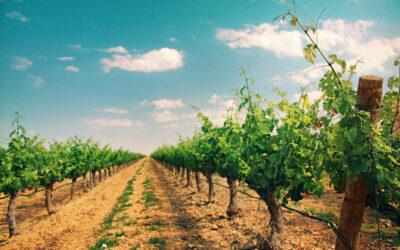 Enoturismo na Espanha: tour pelas vinícolas com desconto!