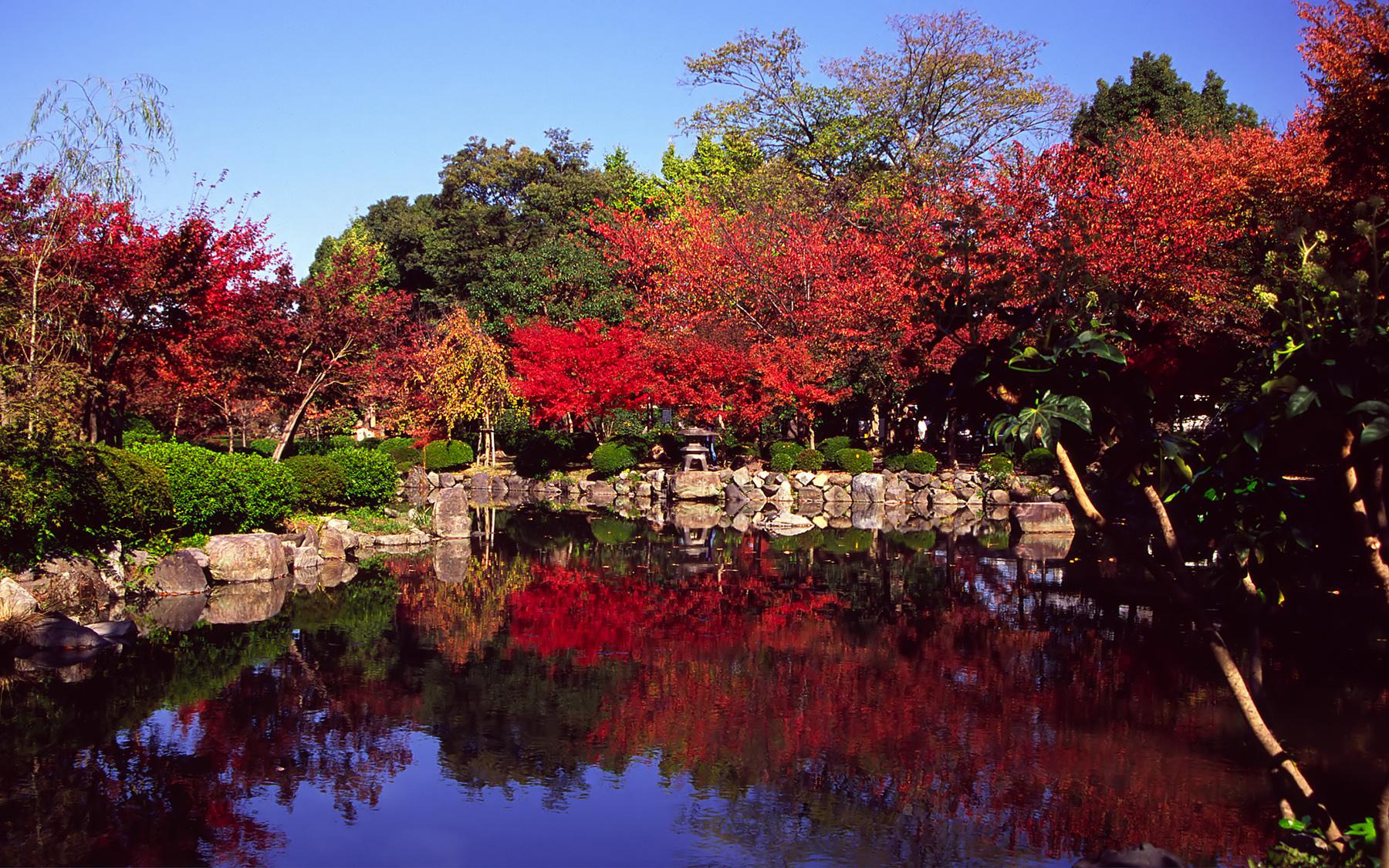 você precisa saber antes de viajar pro Japão_marple tree_Viajando Bem