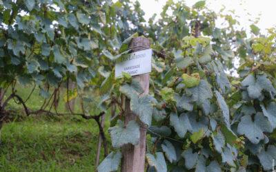 Dica de passeios no Vale dos Vinhedos: Wine Garden Miolo e Vinhos Don Laurindo