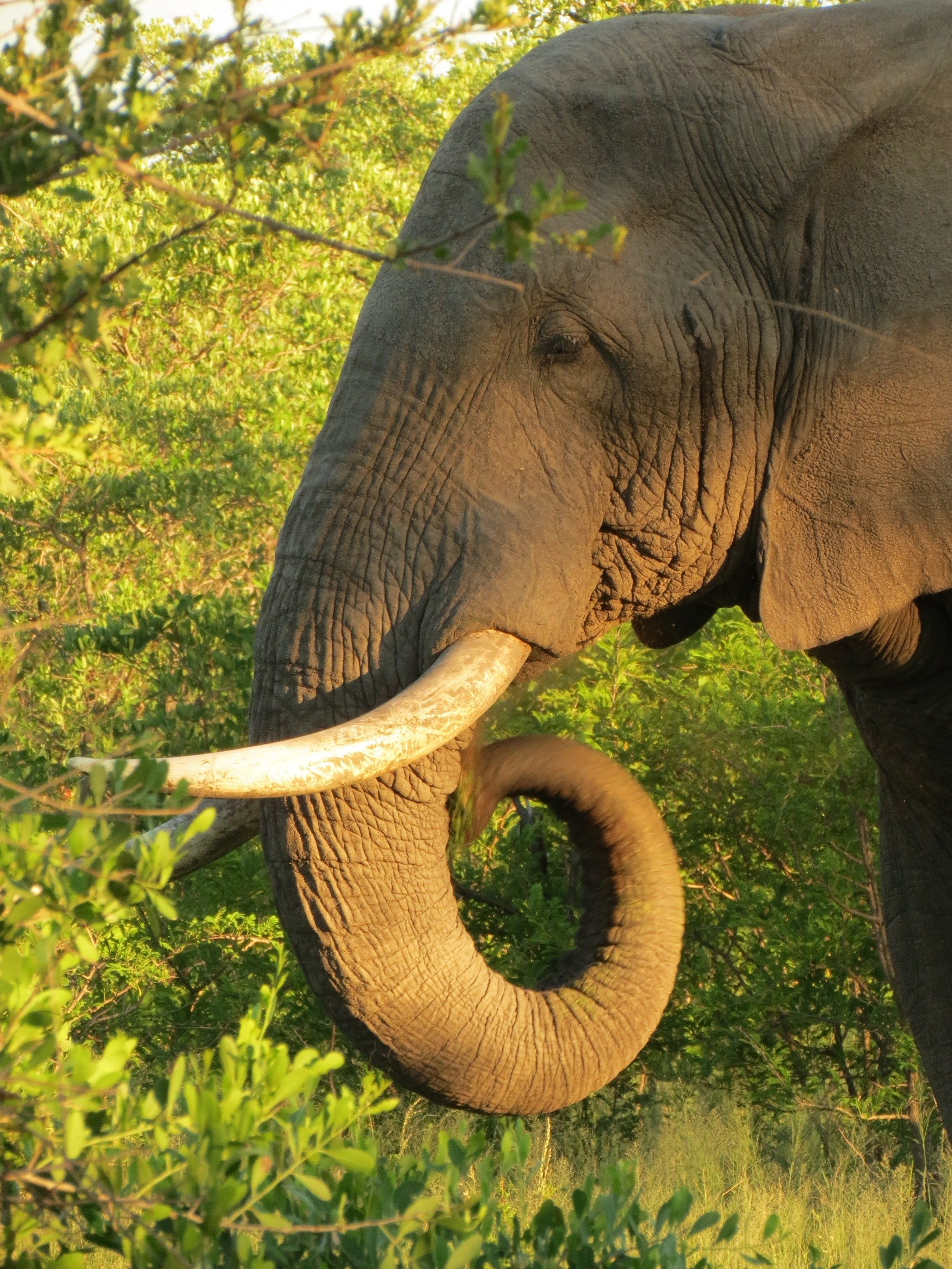 Roteiro para África do Sul e Moçambique_elefante_Viajando Bem