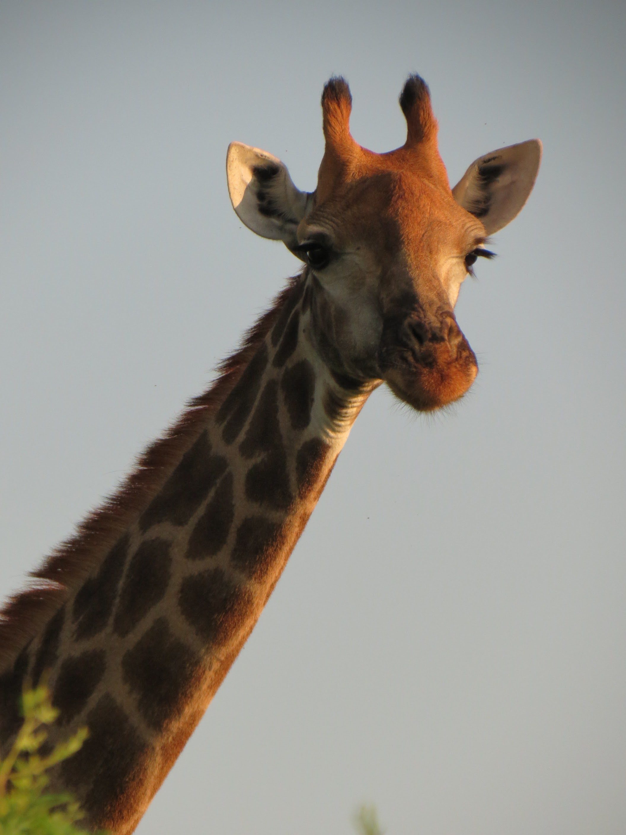 Roteiro para África do Sul e Moçambique_girafa_Viajando Bem