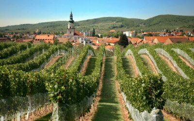 Os vinhos da Eslováquia – um roteiro para quem ama a bebida
