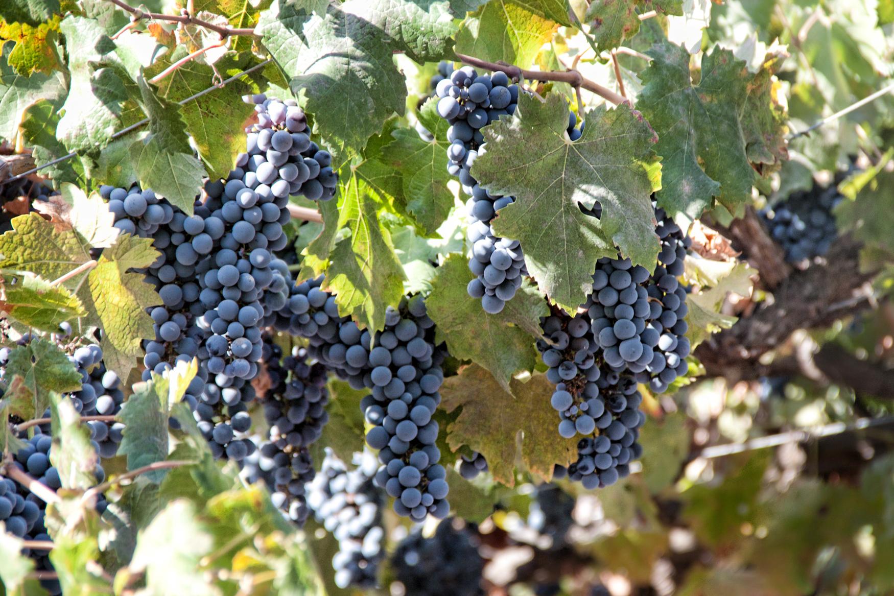 Dicas de viagem e visitas às vinícolas do Chile