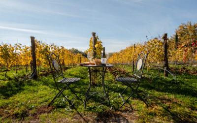 Experiência vinícola na Itália: degustação de vinhos italianos com especialista local